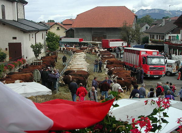 foire larringes