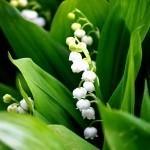 MUGUET